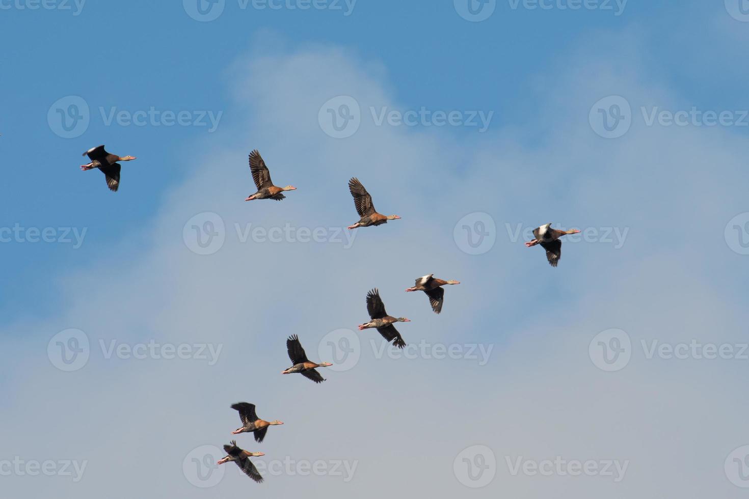 nove fischio anatre nel un' v formazione come essi volare nel un' gruppo. foto
