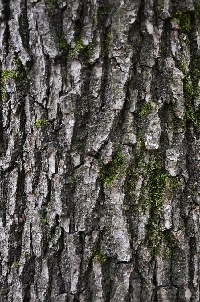 trama di corteccia d'albero foto