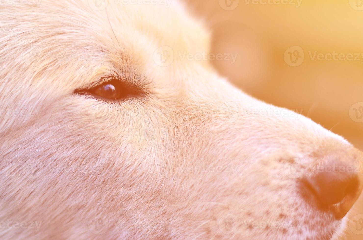 tonica ritratto di il bianca siberiano Samoiedo rauco cane con eterocromia un' fenomeno quando il occhi avere diverso colori nel il giorno all'aperto foto