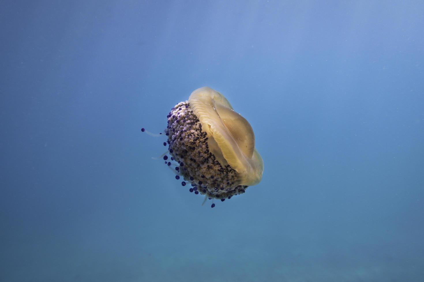 meduse marroni e bianche in acqua blu foto