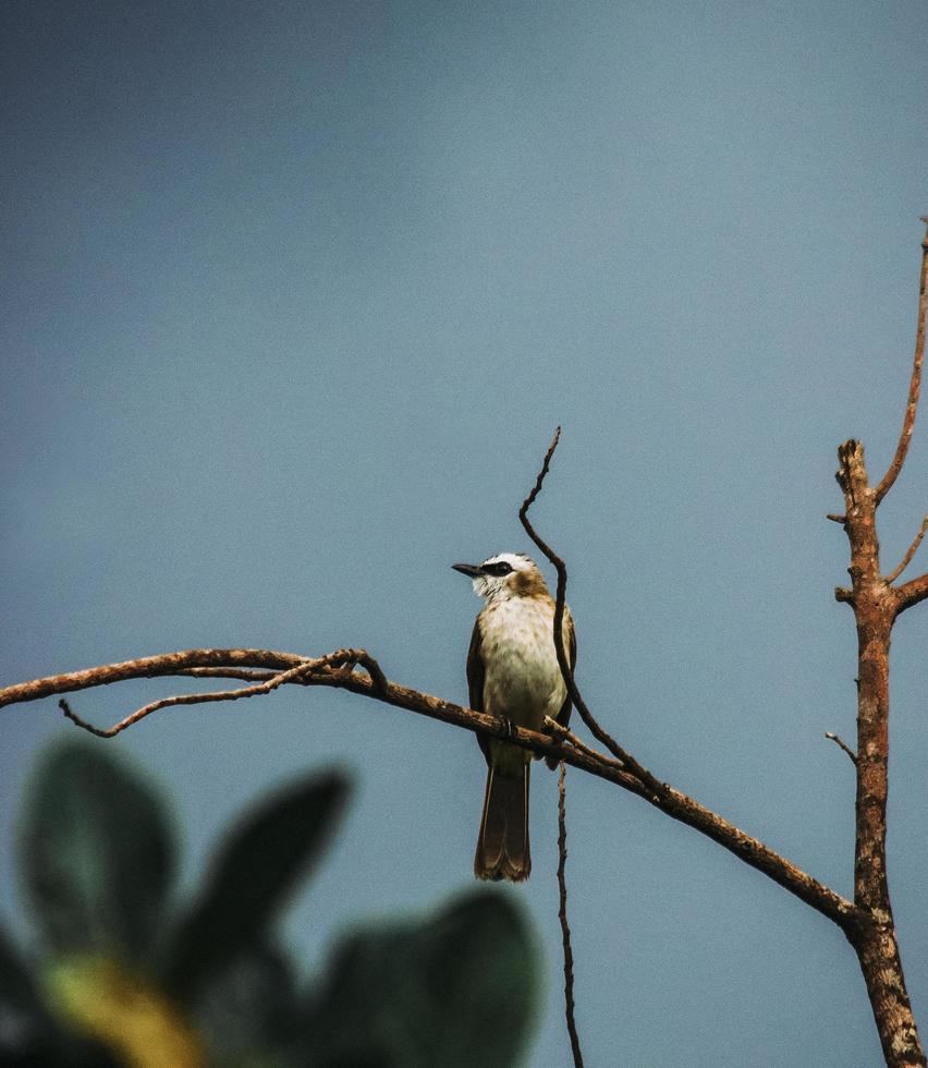 uccello bianco e marrone sul ramo foto