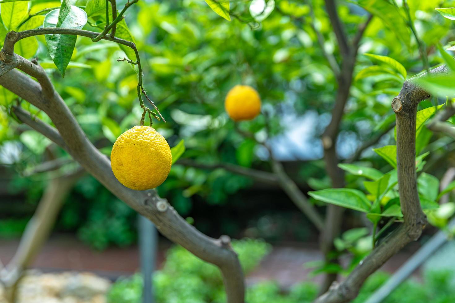 limoni sull'albero foto