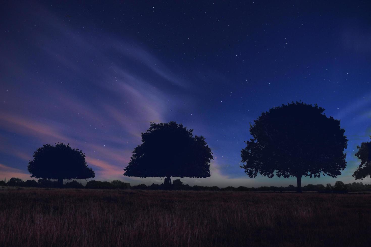 sagoma di alberi contro il cielo blu stellato foto