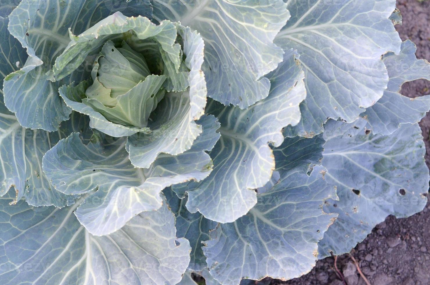 verde cavolo maturando testa in crescita nel verdura azienda agricola foto