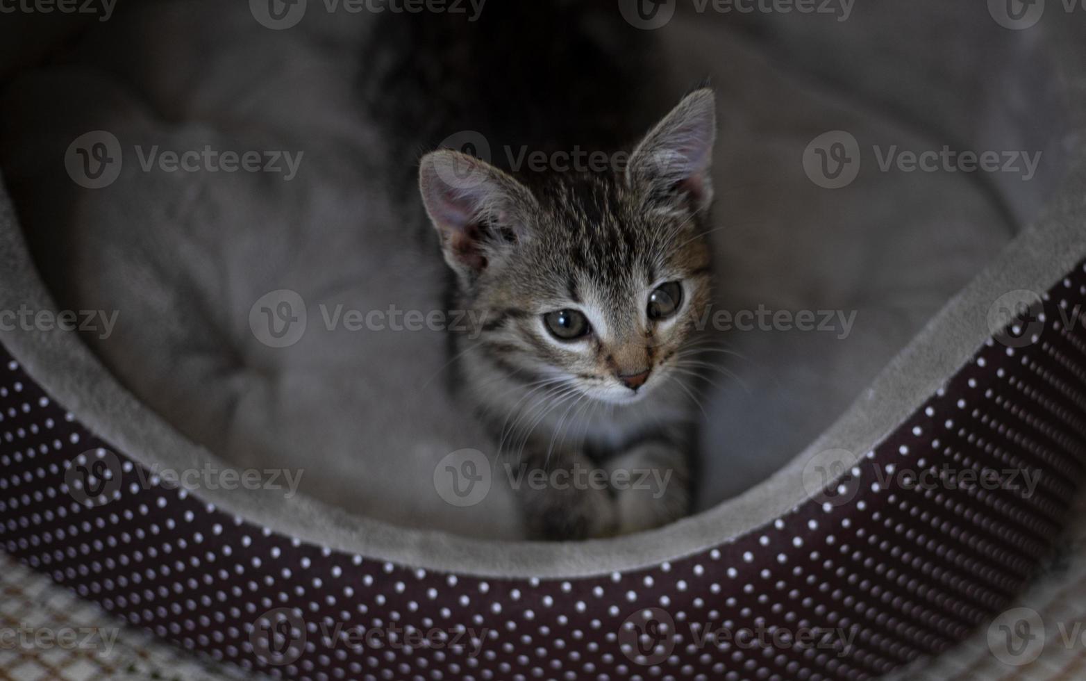 carino poco grigio gatto con un' bello Guarda foto