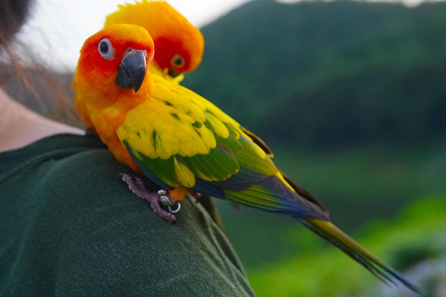 bellissimo sole parrocchetto conure pappagallo Aratinga solstitialis esotico animale domestico adorabile, nativo per amazon in piedi a il umano spalla su sfocatura montagna sfondo. foto