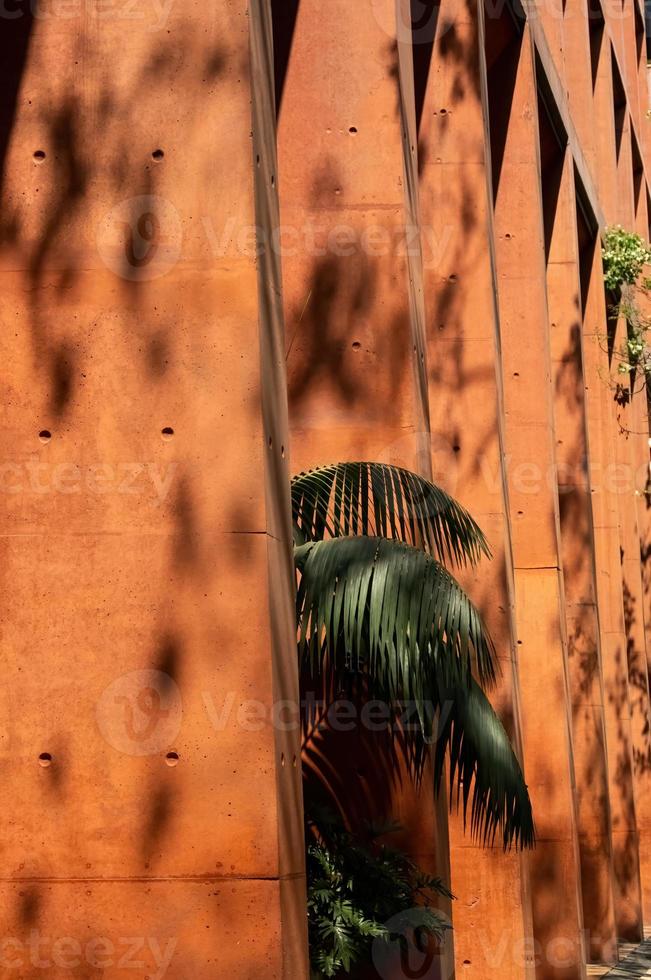 ombre di un' palma albero, e impianti su pigmentato apparente calcestruzzo colonne, sfondo, Messico foto