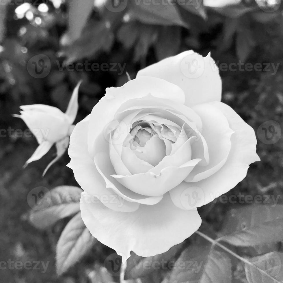 mazzo fiori selvatici spinoso rosa fioritura nel giardino foto