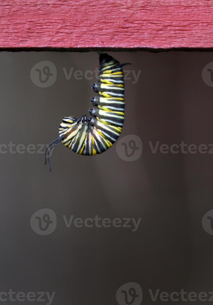 monarca bruchi impiccagione foto