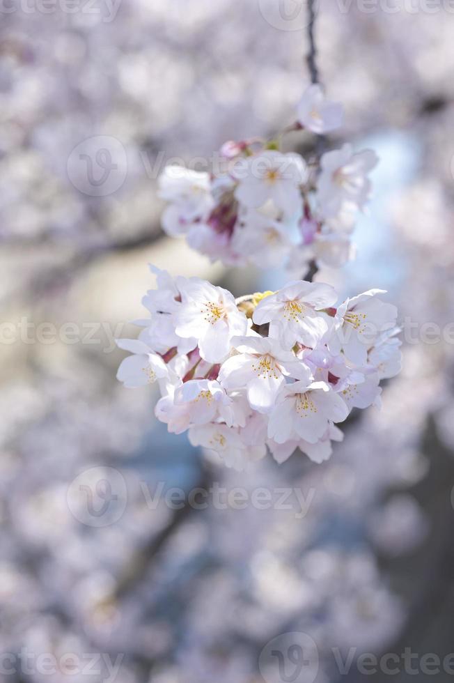 immagine di fiori di ciliegio foto