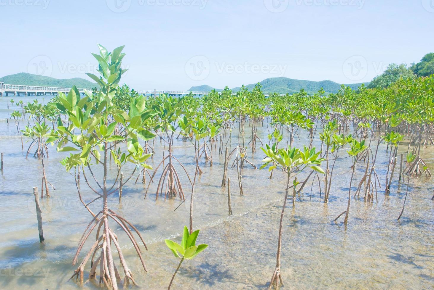 rimboschimento di mangrovie sulla spiaggia di fango foto