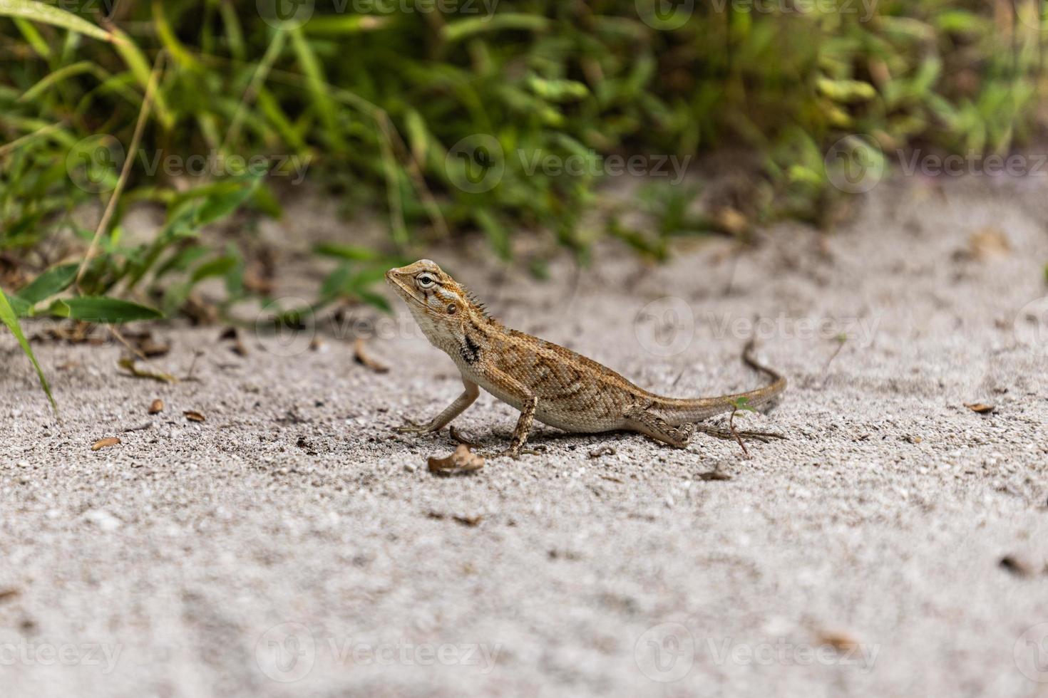 lucertola nel il sabbia, verde erba fogliame. piccolo tropicale rettile. tropicale natura animali selvatici. lucertola soggiorno nel il sabbia. esotico animale predatore foto