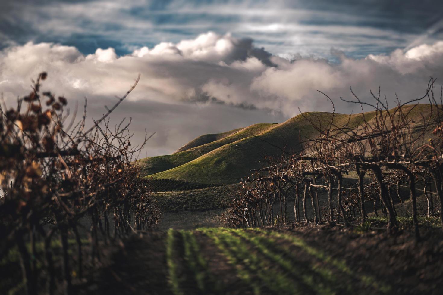 verdi colline in una giornata nuvolosa foto