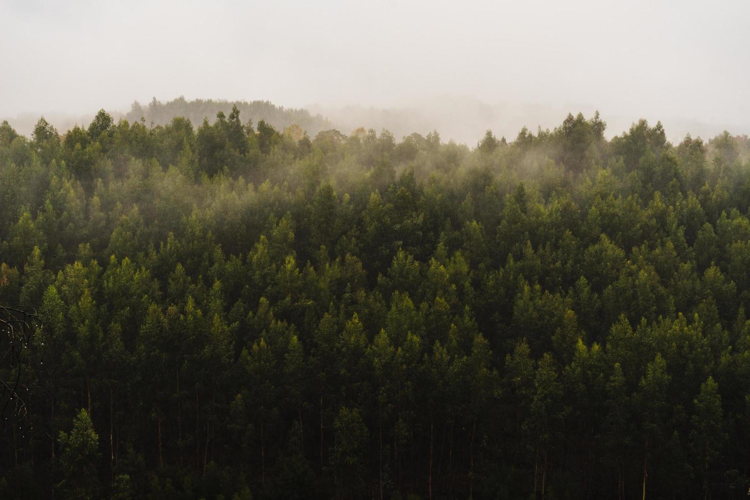 foresta verde durante il giorno nebbioso foto