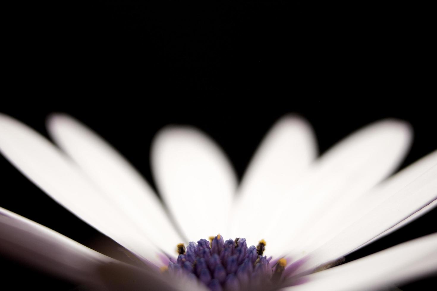 petali di fiori bianchi e viola su fondo nero foto