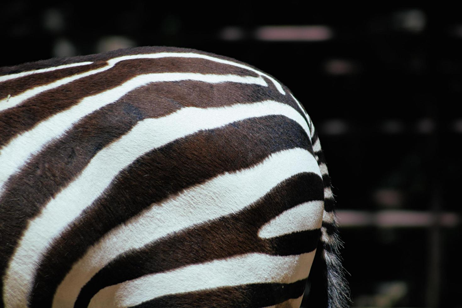 pelliccia di zebra in bianco e nero foto
