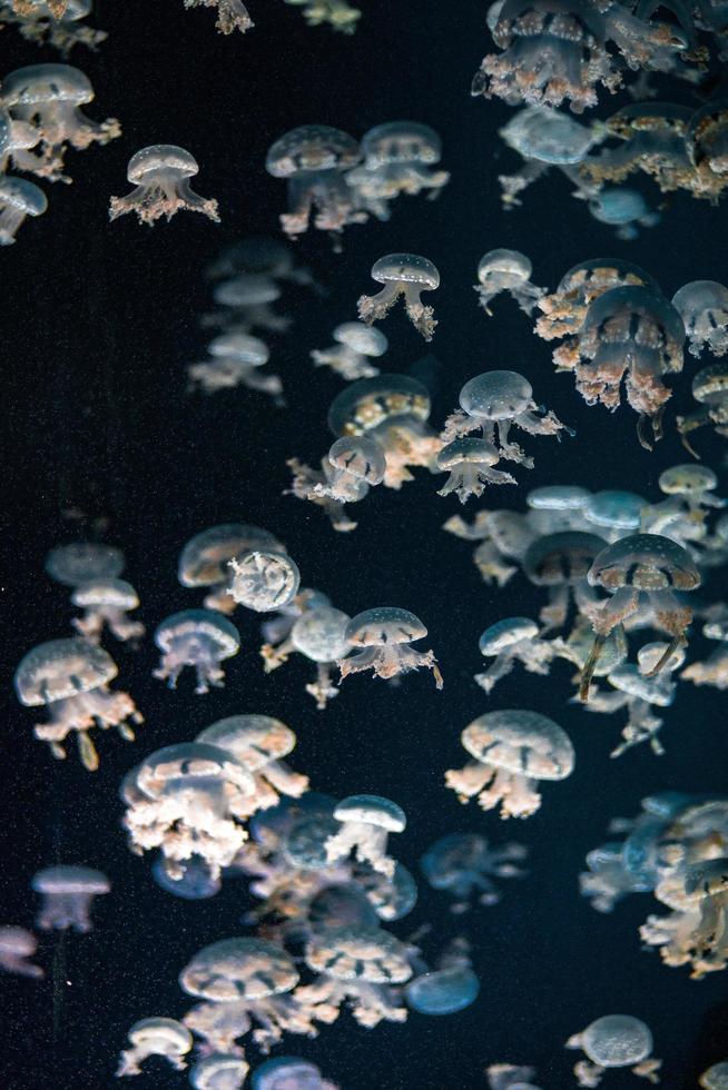 meduse bianche in acqua scura foto