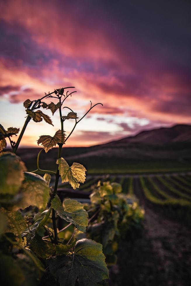 primo piano di foglie verdi in campo al tramonto foto