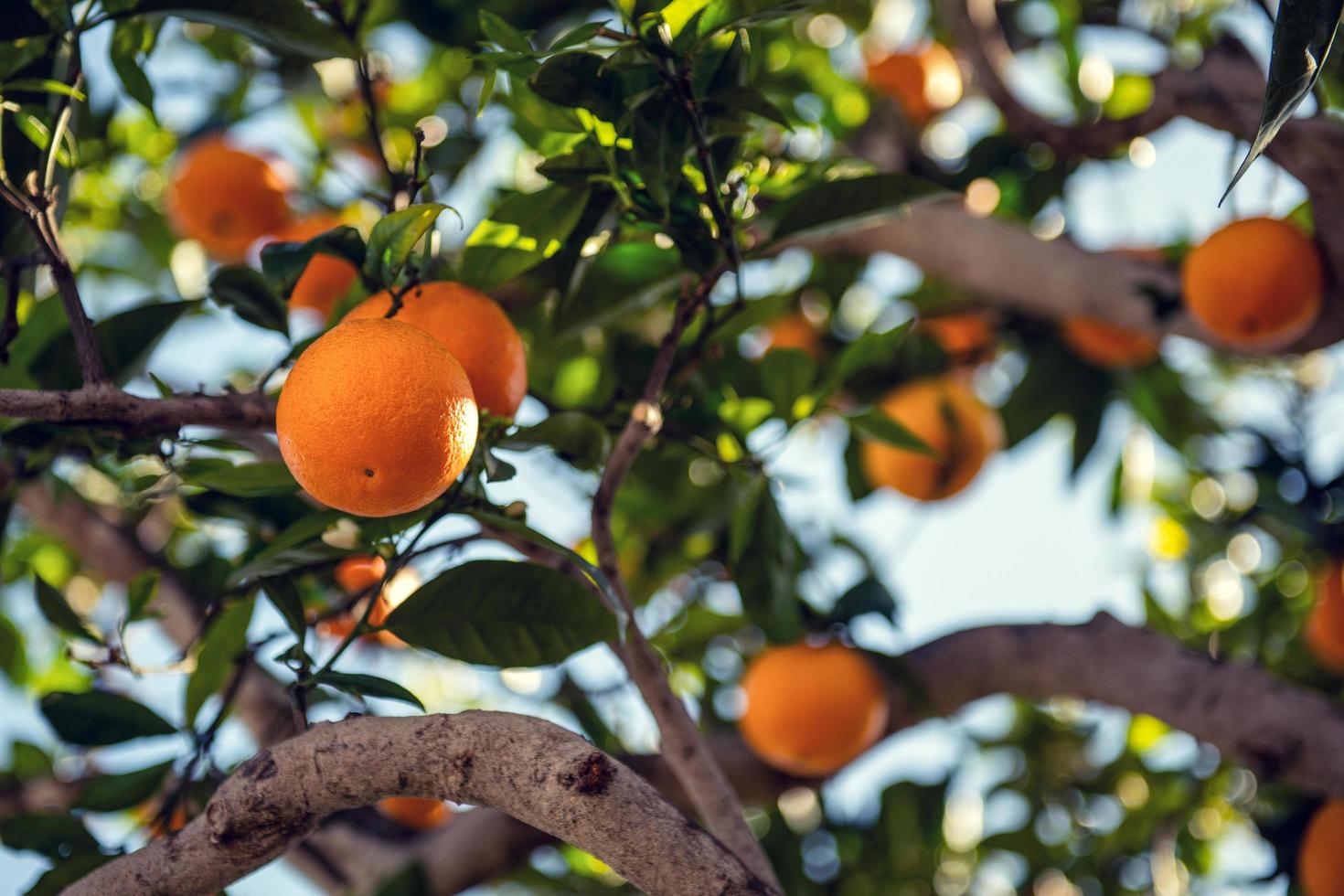arance sull'albero durante il giorno foto