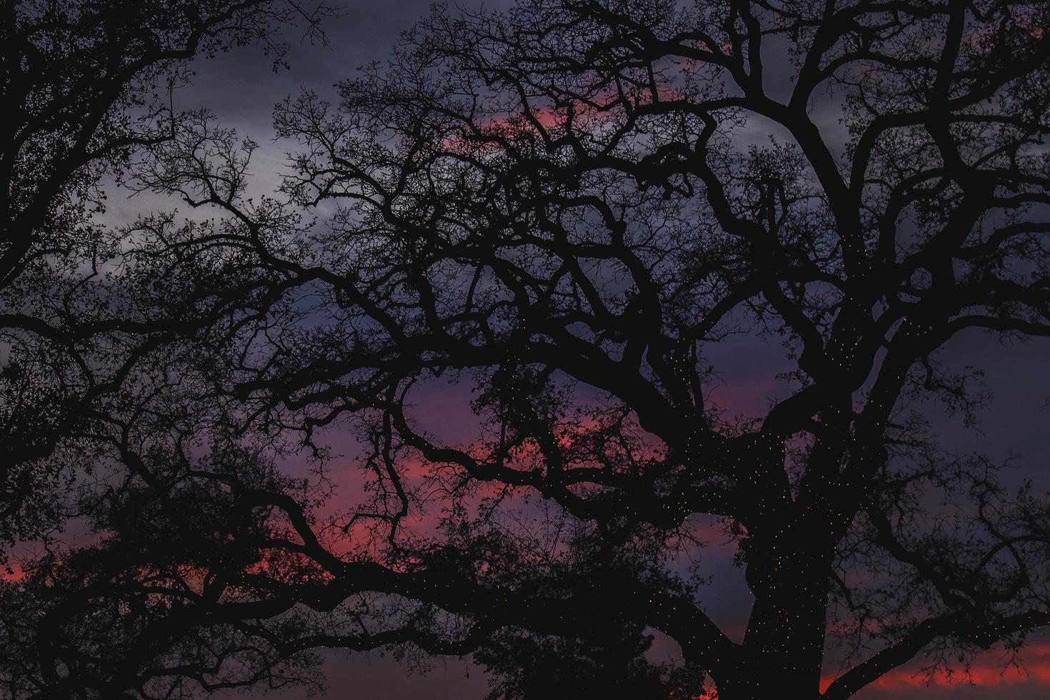 alberi con luci stringa su di loro al tramonto foto