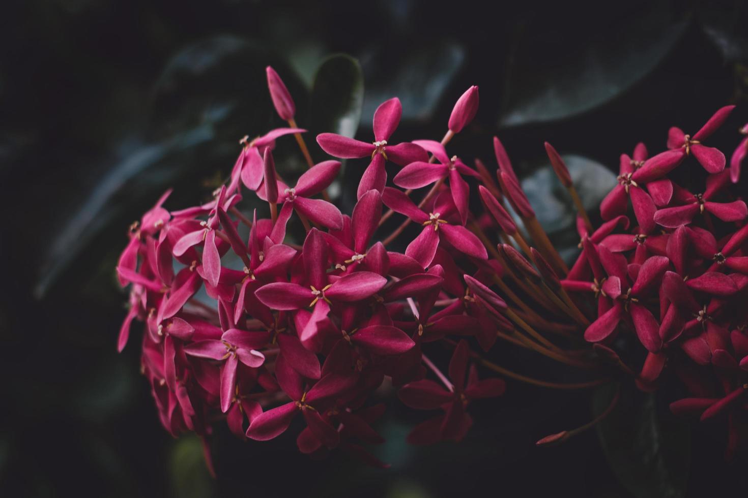 primo piano di fiori di gelsomino rosso foto