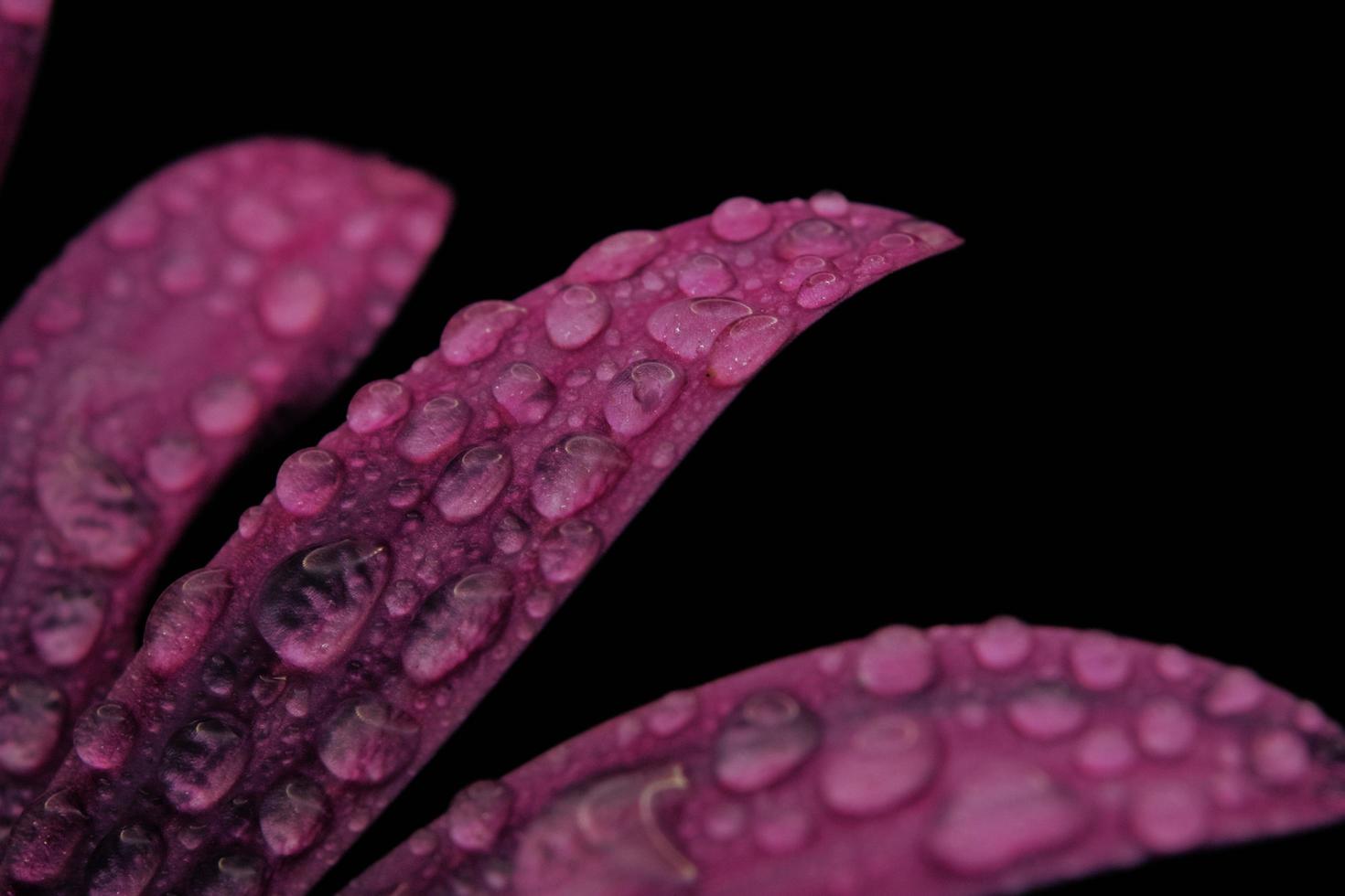 goccioline d'acqua su foglie di piante viola foto