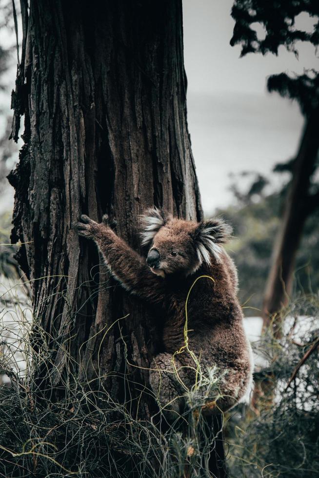 orso koala in natura foto