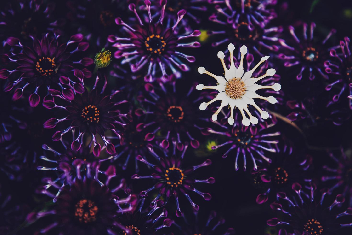 margherita bianca africana tra margherite viola foto