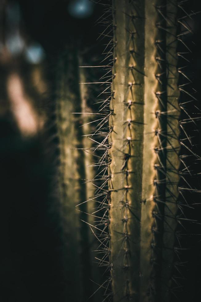 primo piano della pianta dei cactus foto