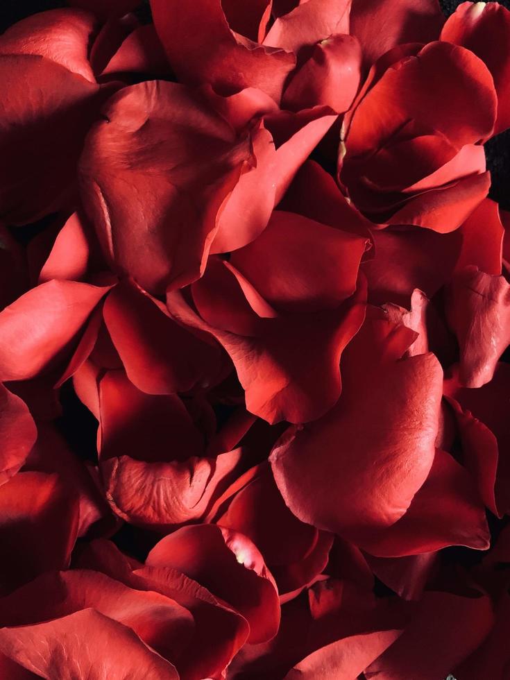 primo piano di petali di rose rosse foto