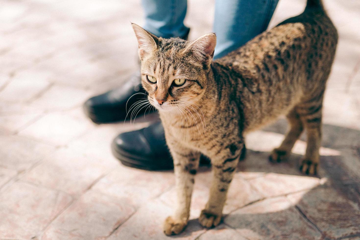 gatto soriano marrone foto