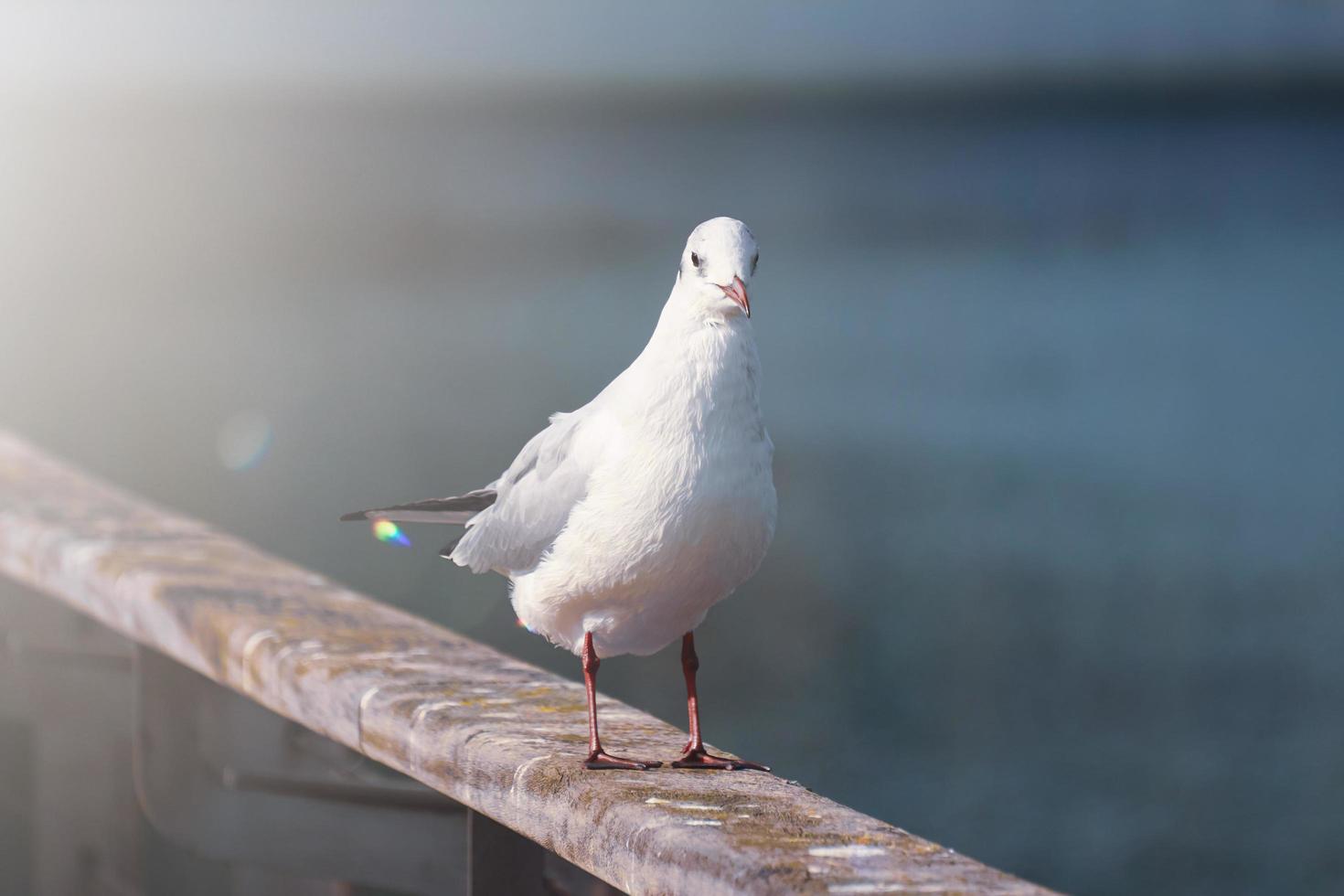 gabbiani nel il porto di mare foto