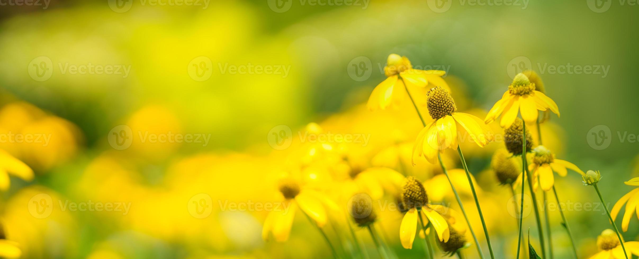 primo piano di fiore giallo sotto la luce del sole con spazio di copia utilizzando come sfondo piante naturali paesaggio, ecologia carta da parati copertina concetto. foto