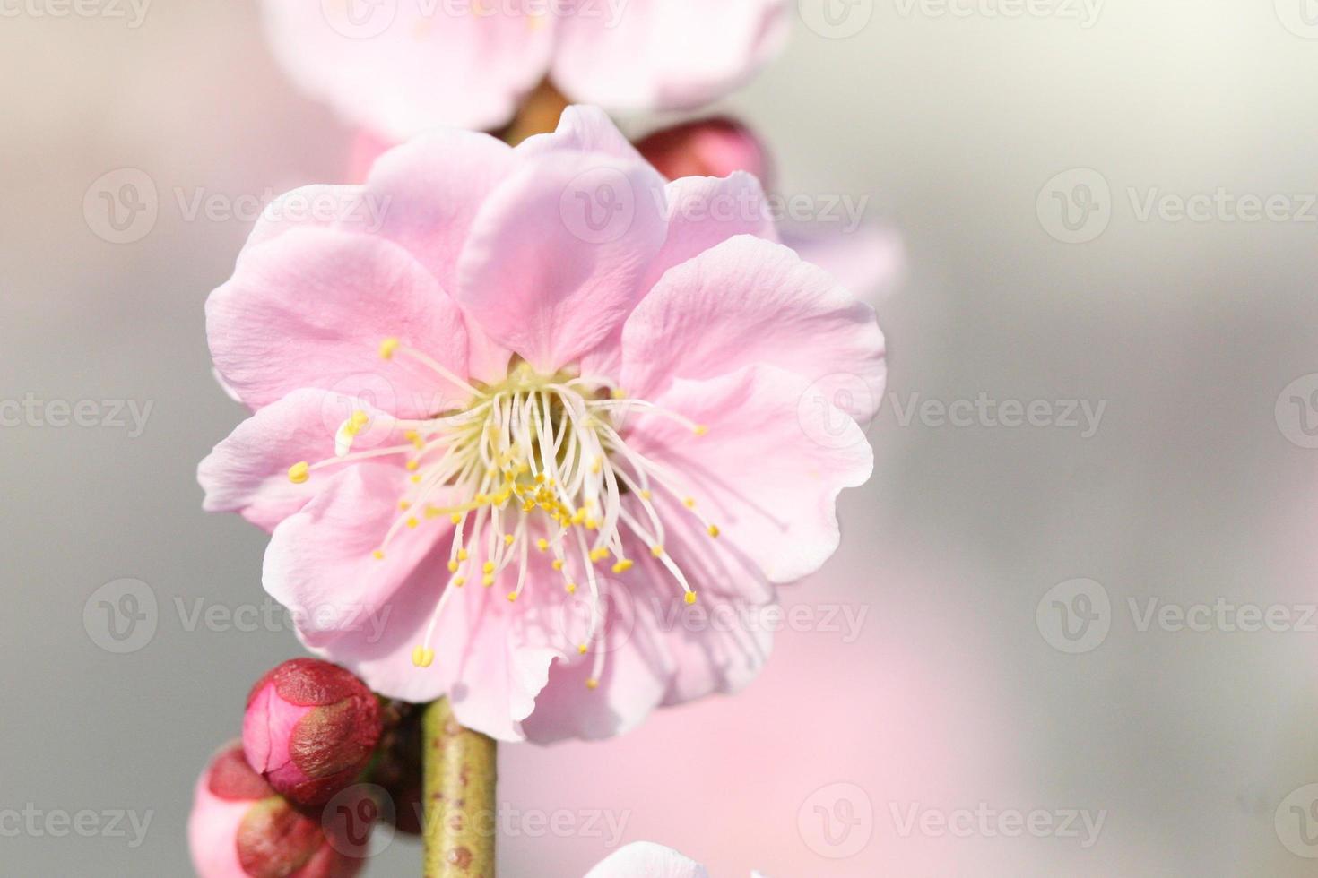 fiore di ciliegio foto