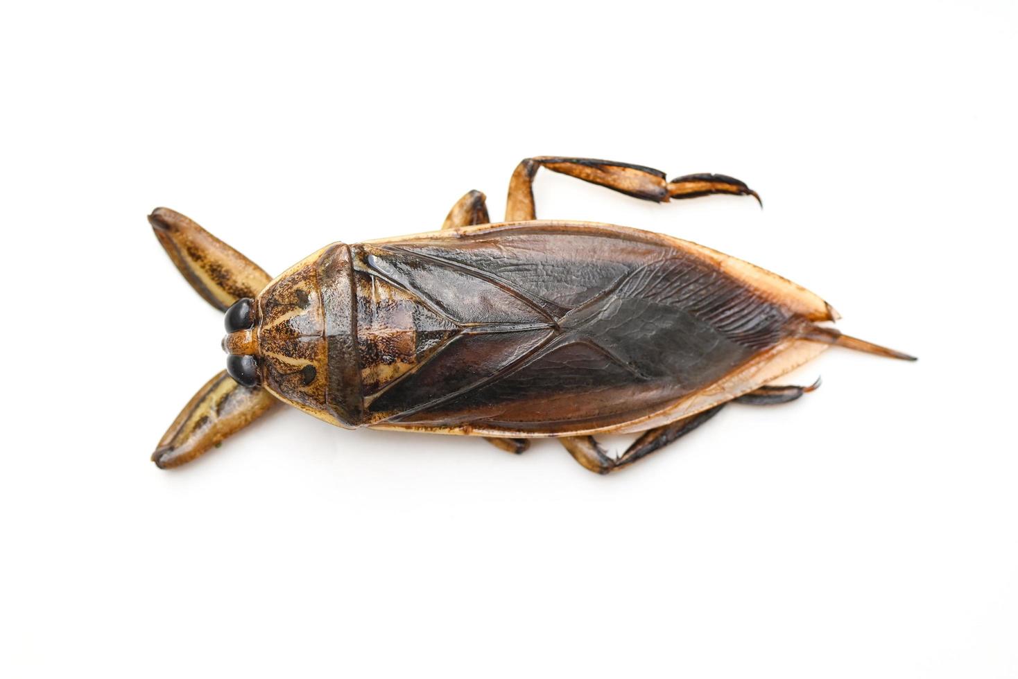 gigante acqua insetto isolato su bianca sfondo, acqua insetto letocero indicus - belostomatidae foto