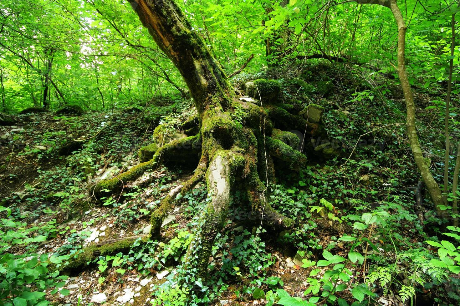 immagine delle radici degli alberi nella foresta pluviale foto