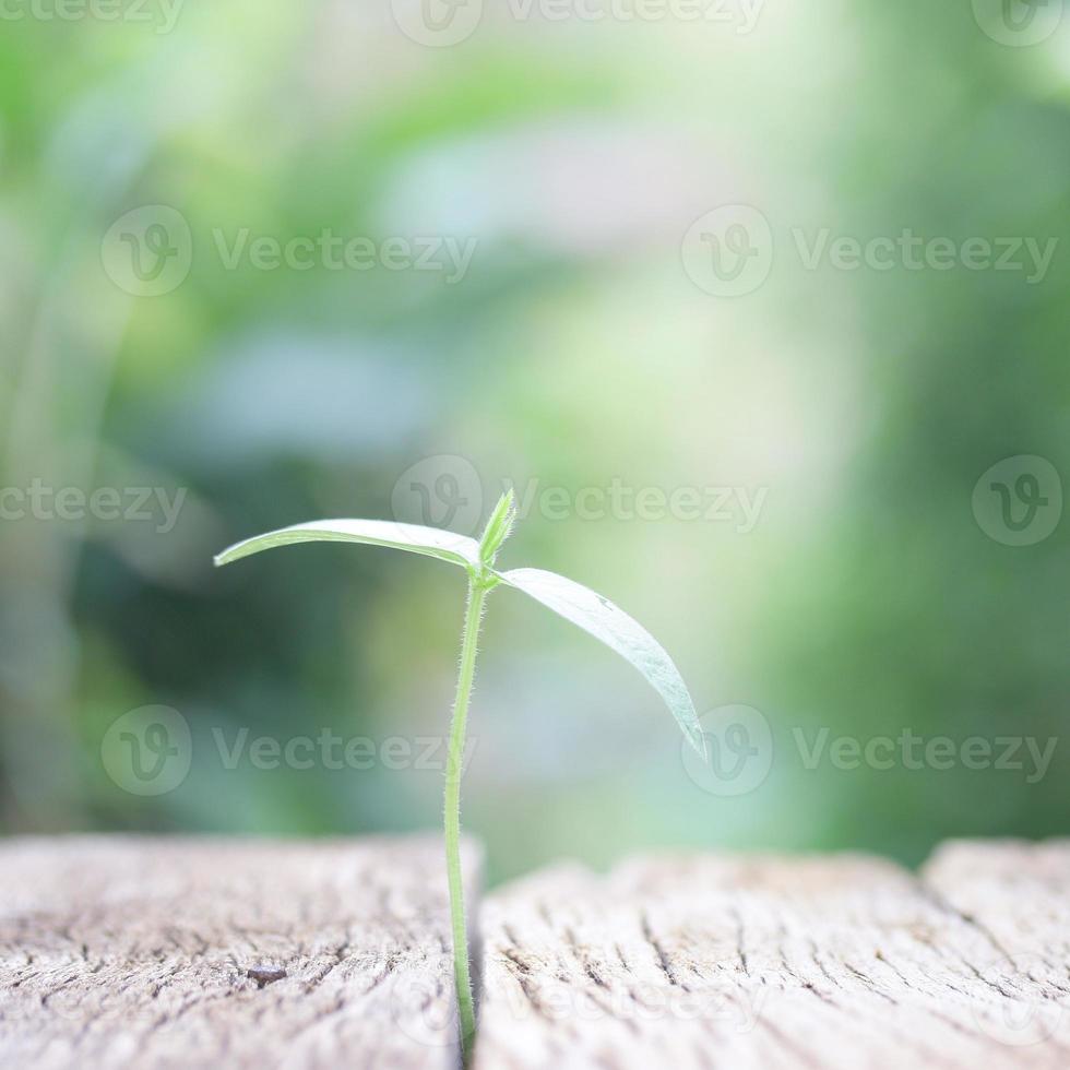 pianta che cresce sulla tavola di legno foto