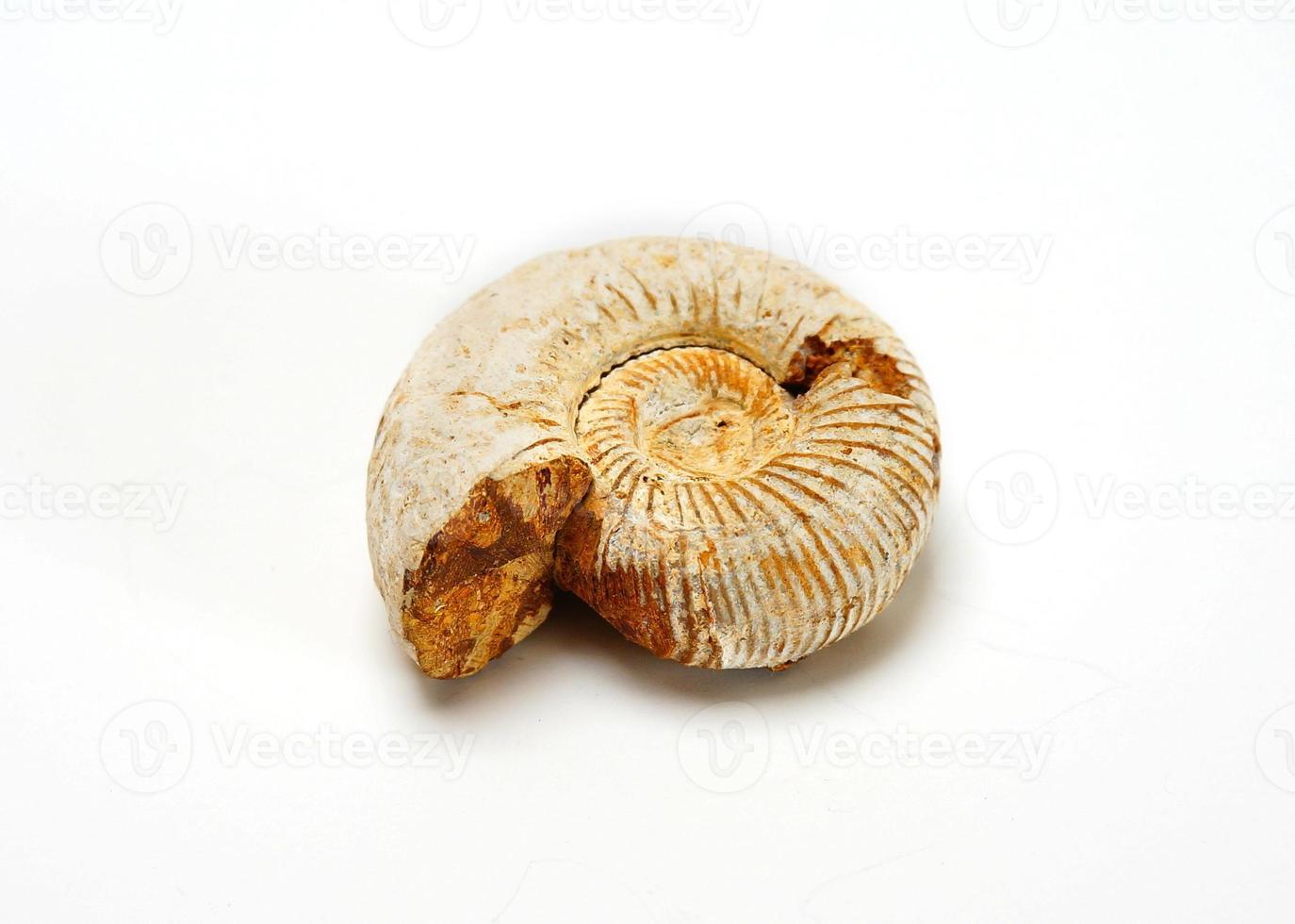 ammonite foto