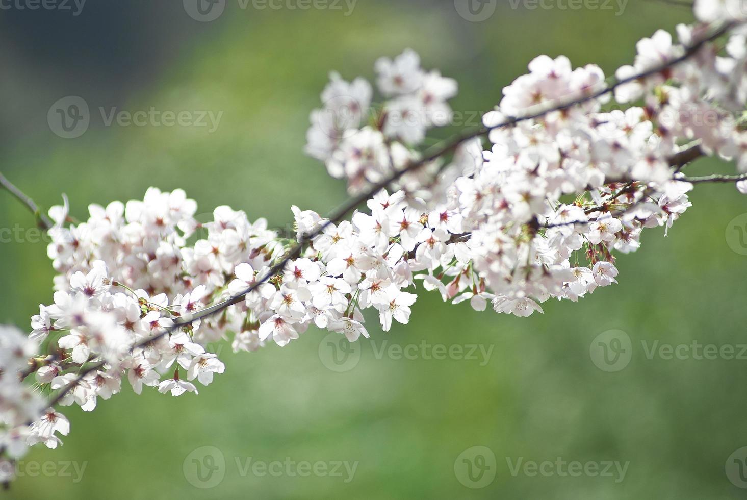 immagine di fiori di ciliegio foto