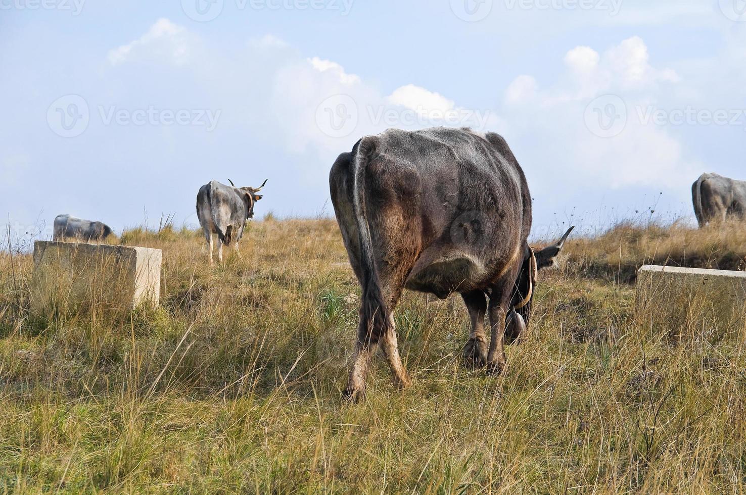 mucche al pascolo. foto