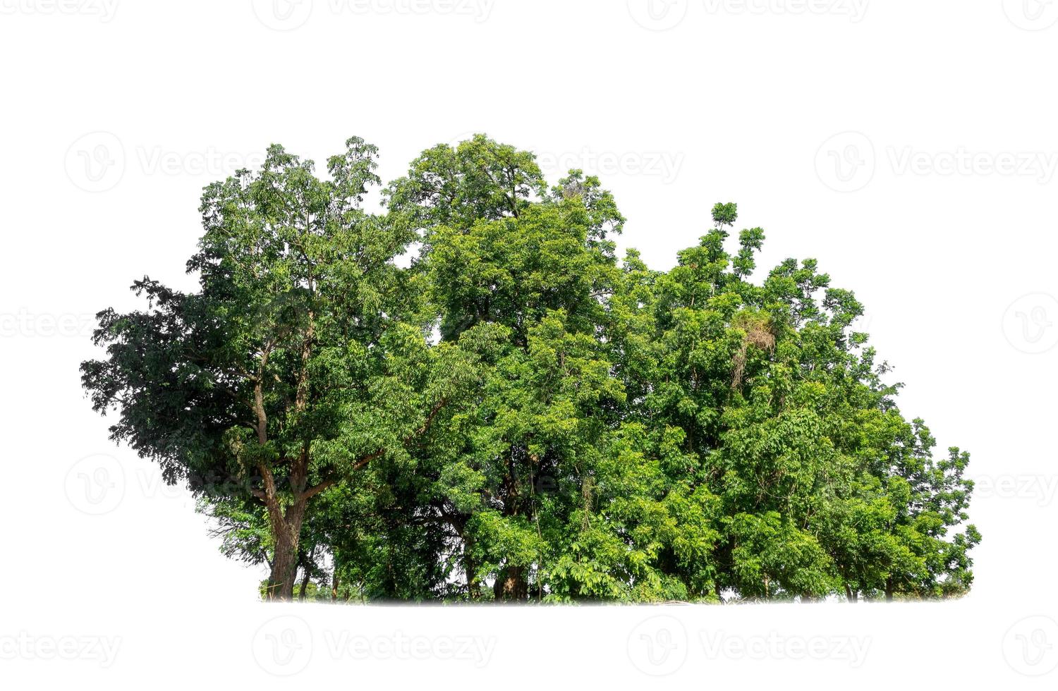 verde alberi isolato su bianca sfondo. siamo foresta e fogliame nel estate per tutti e due stampa e ragnatela pagine foto