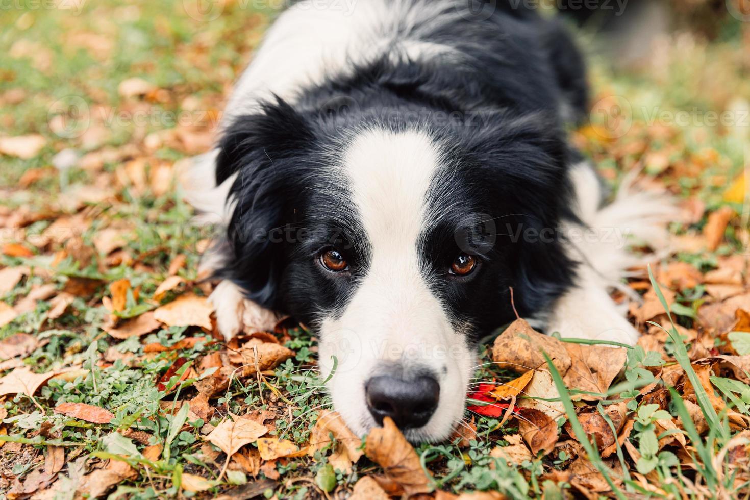 divertente cucciolo cane confine collie dire bugie giù su asciutto autunno foglia nel parco all'aperto. cane annusando autunno le foglie su camminare. Ciao autunno freddo tempo metereologico concetto. foto