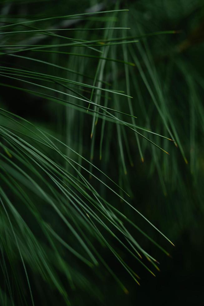 primo piano di foglie di pino foto