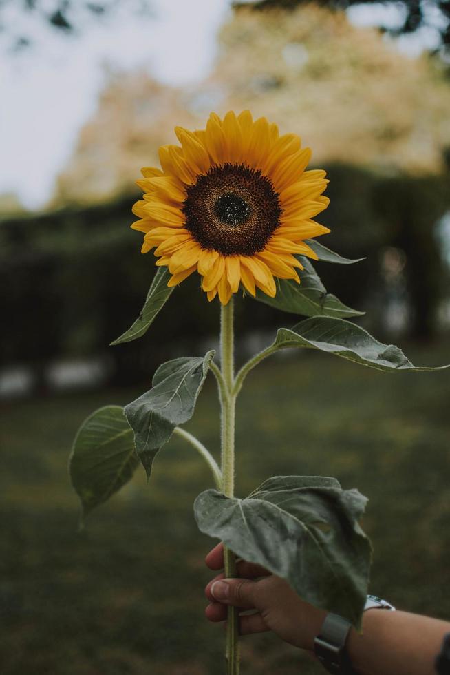 persona che tiene il girasole foto