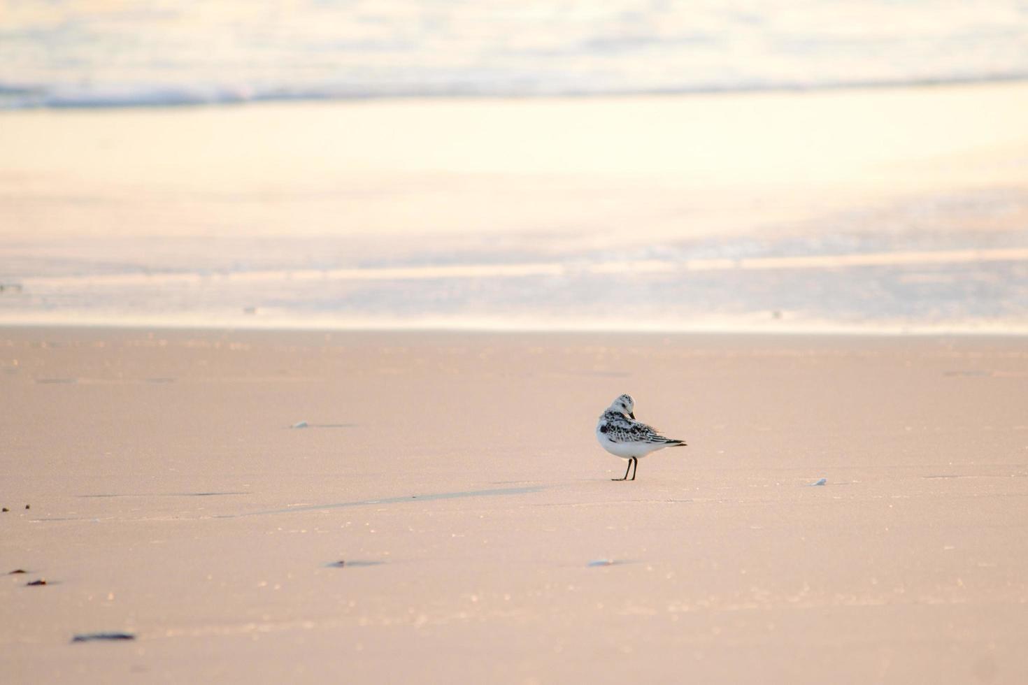 gabbiano sulla spiaggia foto