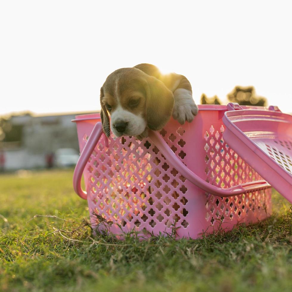 piccolo cane nel cestino di plastica rosa foto