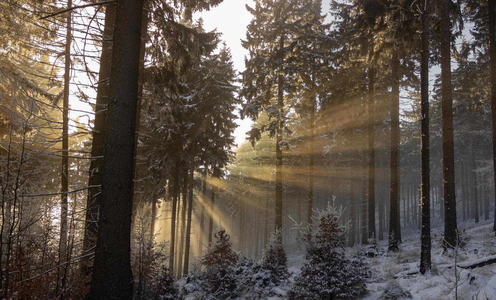 luce solare attraverso boschi innevati foto