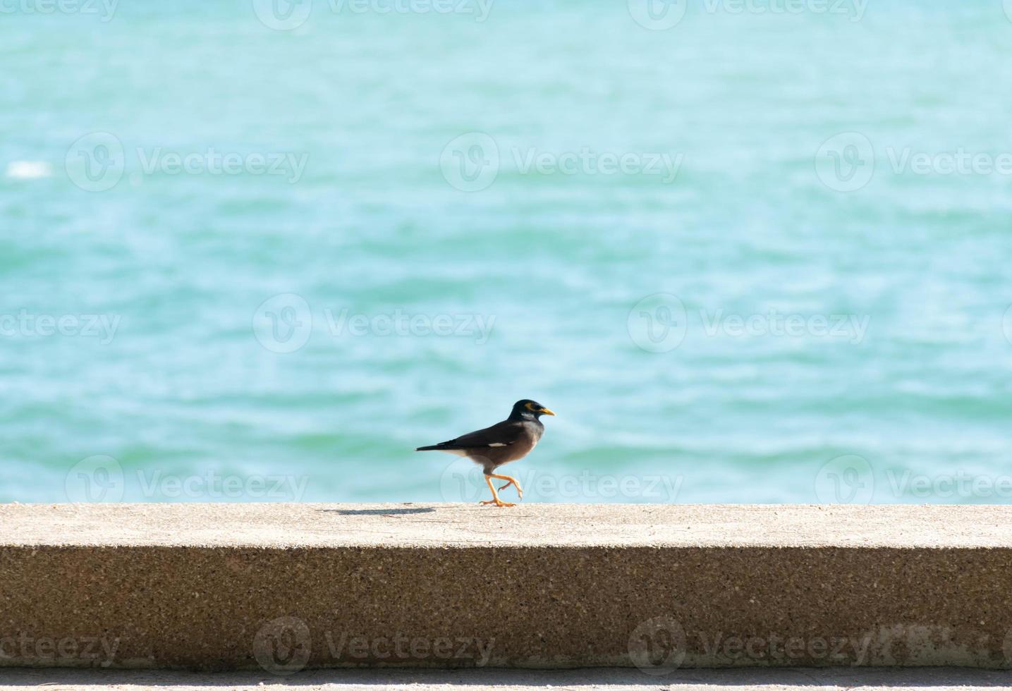 poco uccello su il spiaggia foto