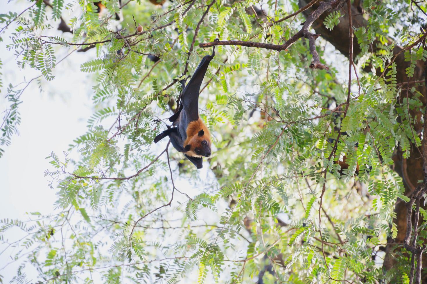 pipistrelli vita nel il foresta foto