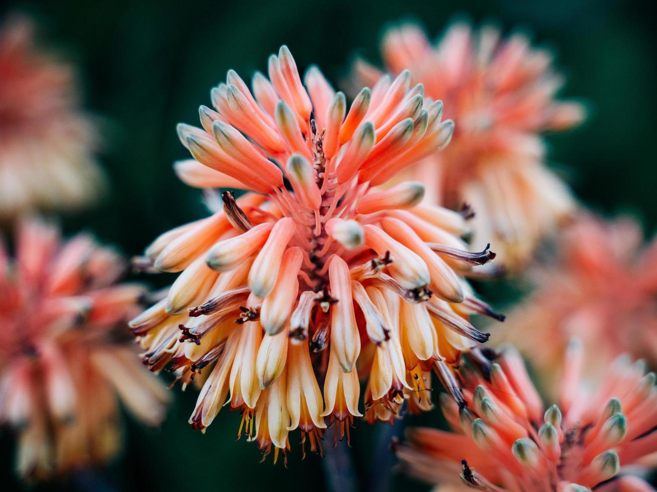 fiori con petali rosa e bianchi foto